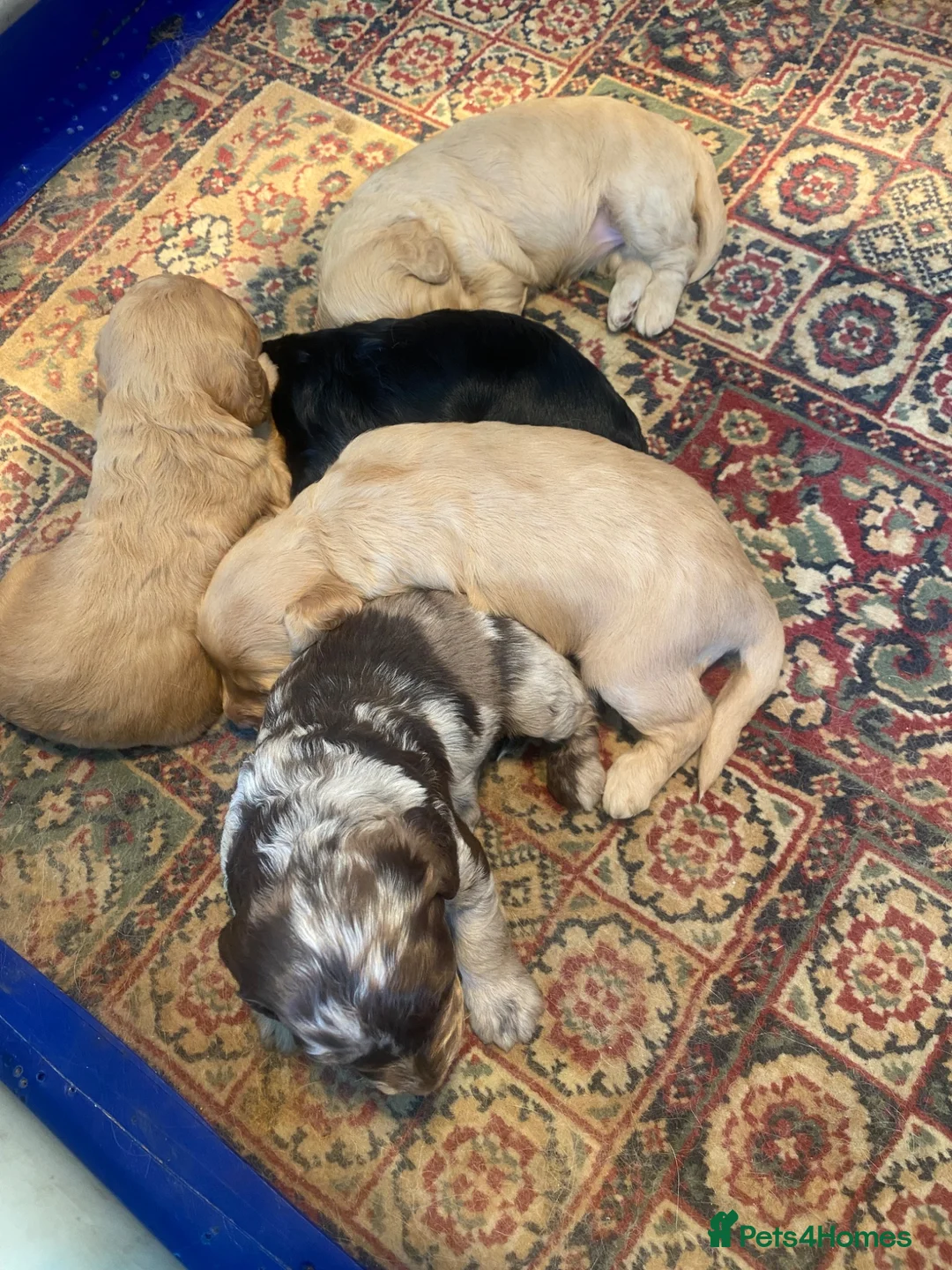 Cockapoo dogs for sale: Cockapoo puppies  - Advert 35