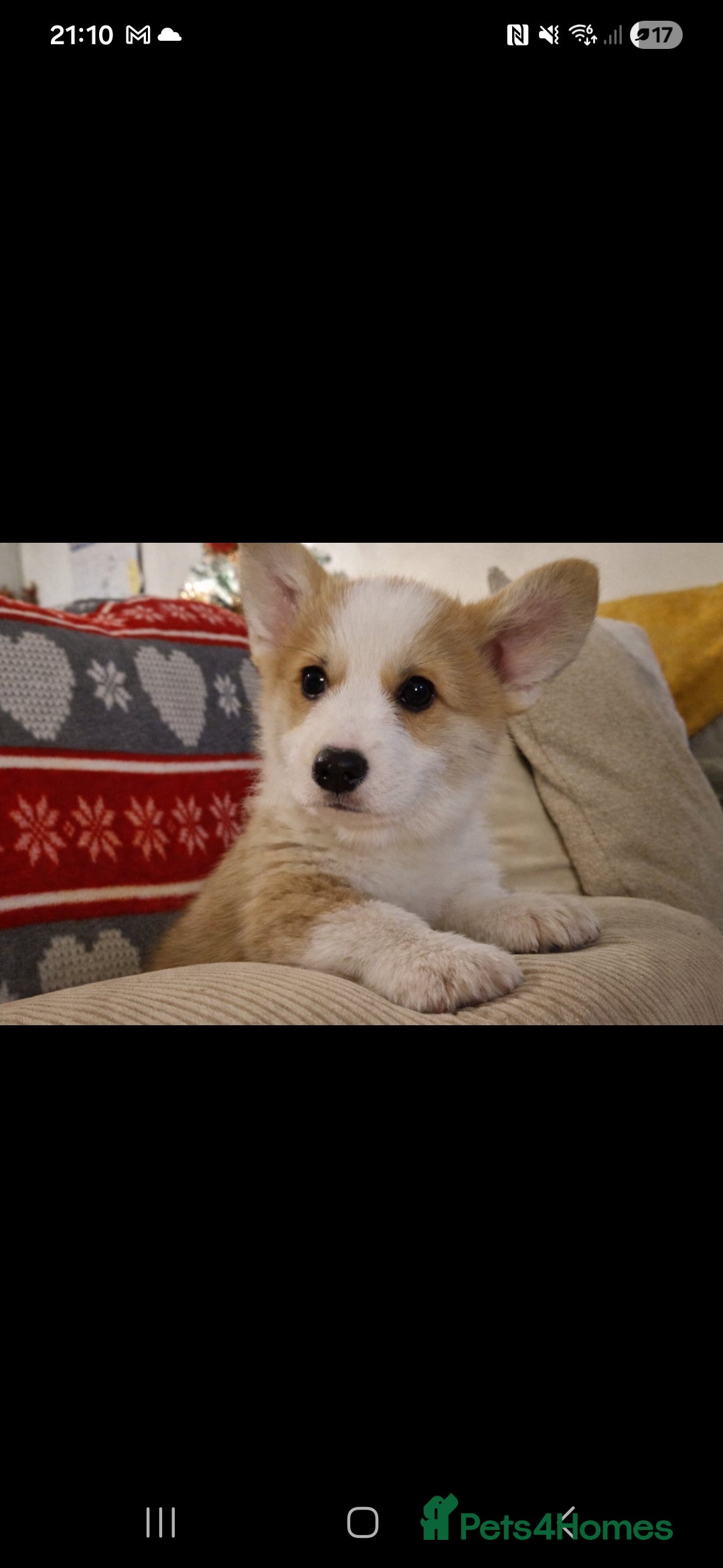 Welsh Corgi Pembroke dogs Exceptional Corgi Puppies ready now!!! - Advert 3
