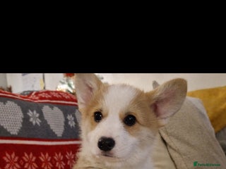 Welsh Corgi Pembroke dogs Exceptional Corgi Puppies ready now!!! - Advert 5