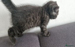 British Shorthair cats for sale: 4 British Shorthair  - Image 14