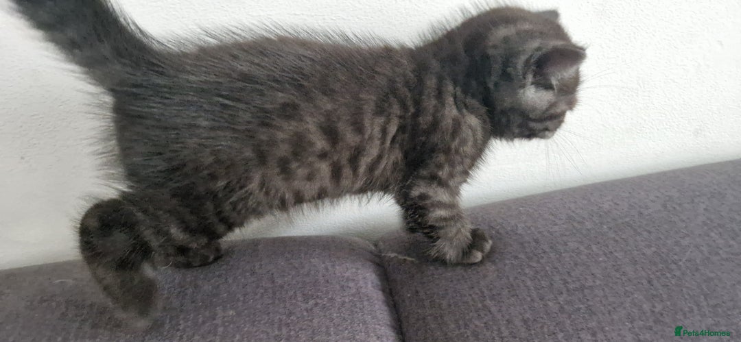 British Shorthair cats for sale: 4 British Shorthair  - Image 14