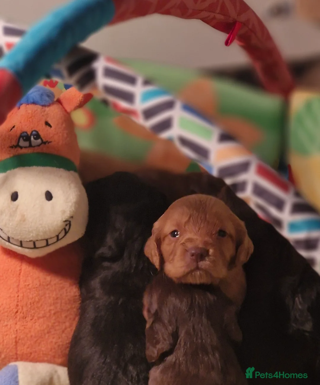 Cocker Spaniel dogs for sale: COCKER SPANIEL PUPPIES - Advert 4