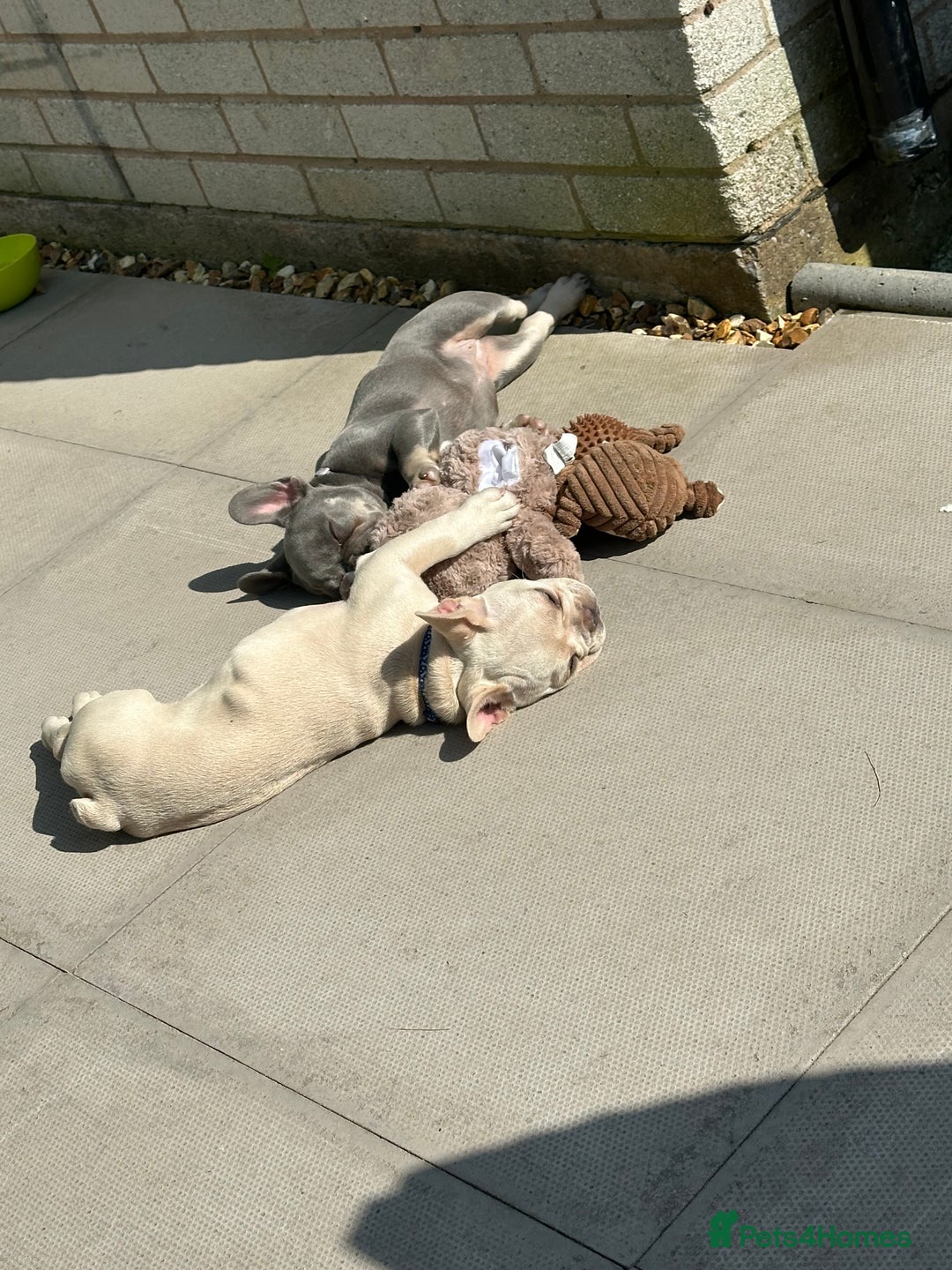 French Bulldog dogs for sale: Gorgeous 7Month Old Brother & Sister Frenchies - Image 7