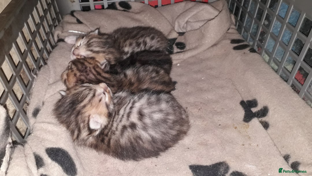 Bengal cats for sale: Beautiful Large & small Bengal kittens  - Advert 4