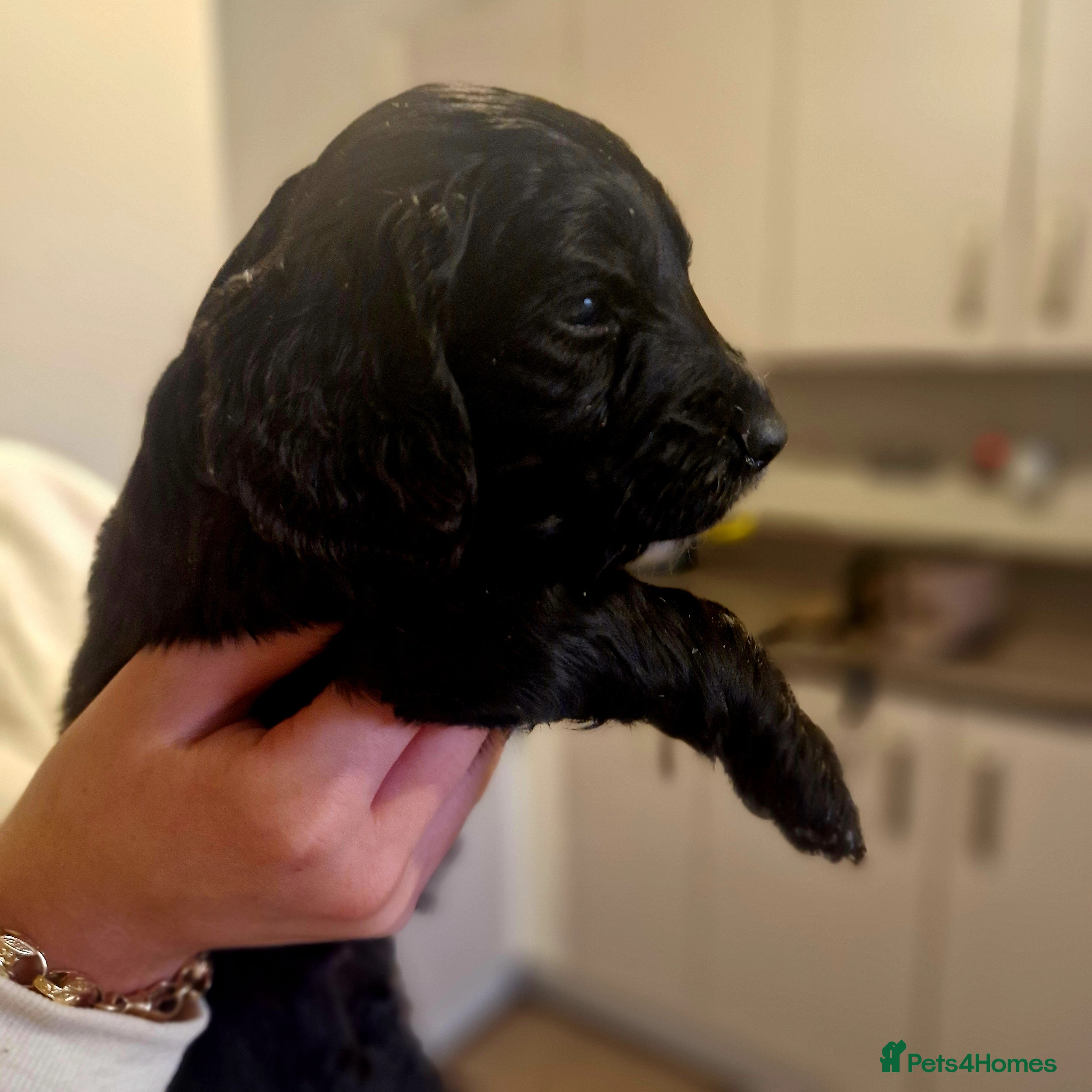 Cockapoo dogs 6 beautiful F2 cockapoos for sale!    - Advert 6