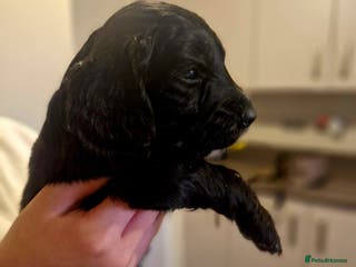 Cockapoo dogs 6 beautiful F2 cockapoos for sale! - Advert 11
