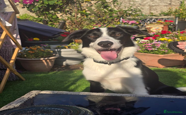 Border Collie dogs - Advert 17