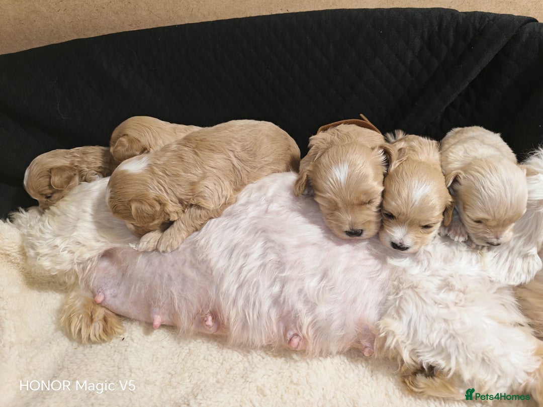 Maltipoo dogs for sale: Miniature Maltipoo Ready to leave soon - Advert 13