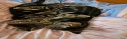 Domestic Shorthair cats for sale: Fur babies looking for a forever home - Advert 2