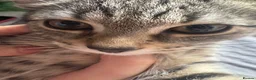 Mixed Breed cats for sale: last tabby girl for sale!! in Edinburgh - Advert 8