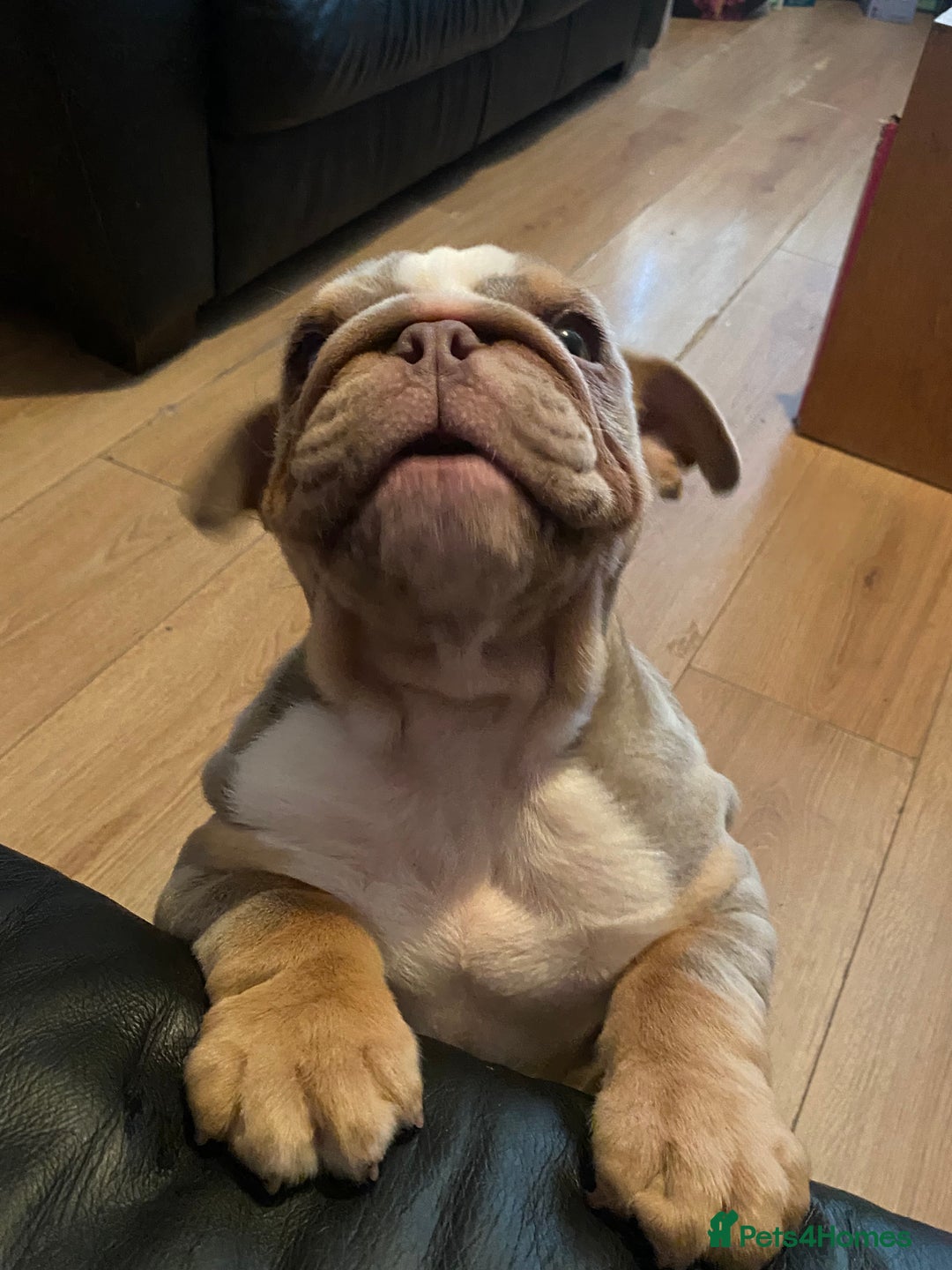 English Bulldog dogs for sale: English bulldog puppies  - Advert 3