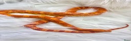 Corn Snake reptiles for sale: Adult Orange Corn Snake - Advert 7