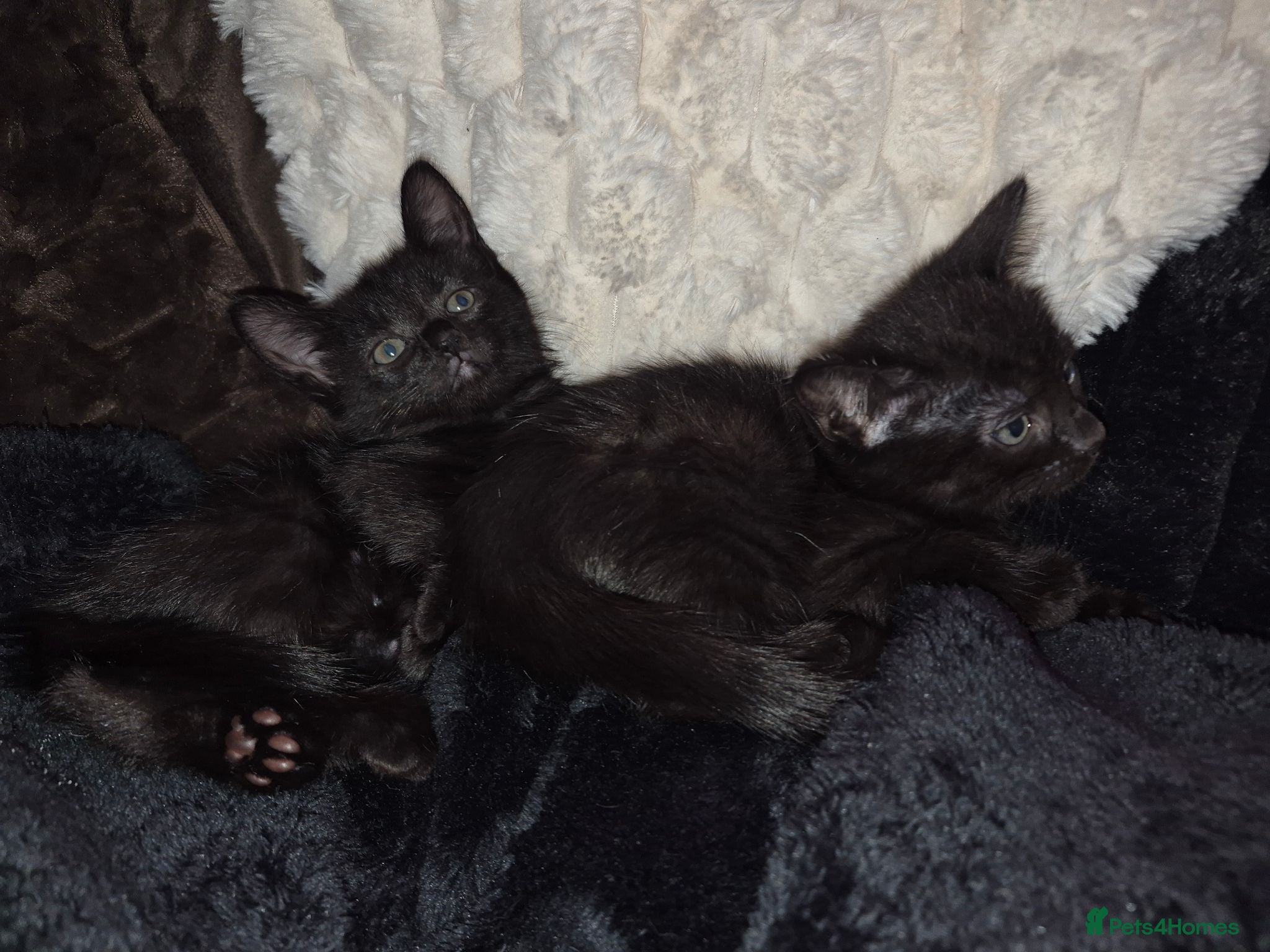 Mixed Breed cats Two female kittens  - Advert 7