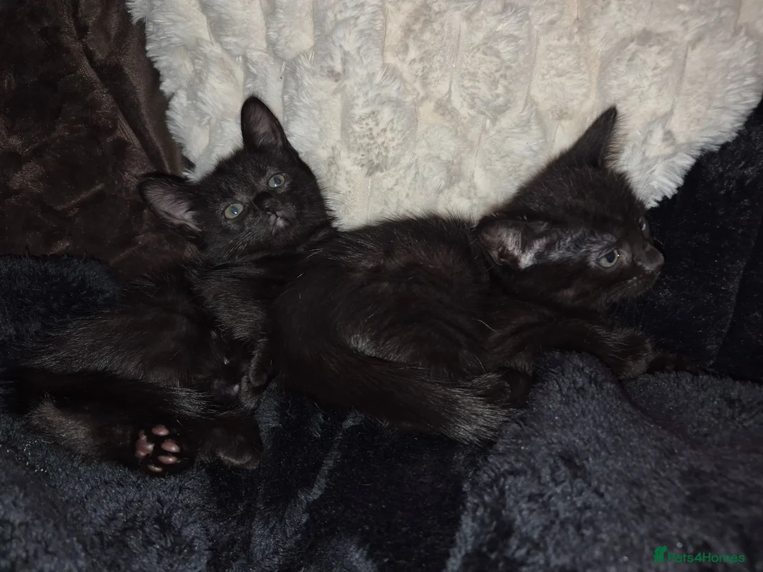 Mixed Breed cats for sale: Two female kittens  in Burnley - Advert 1