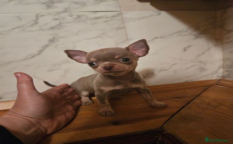 Chihuahua dogs - Advert 5