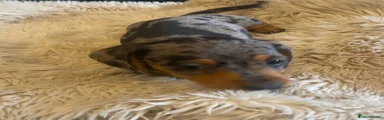 Miniature Dachshund 1