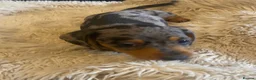 Miniature Dachshund dogs for sale:  KC Reg Miniature Dachshund Puppies - Advert 13