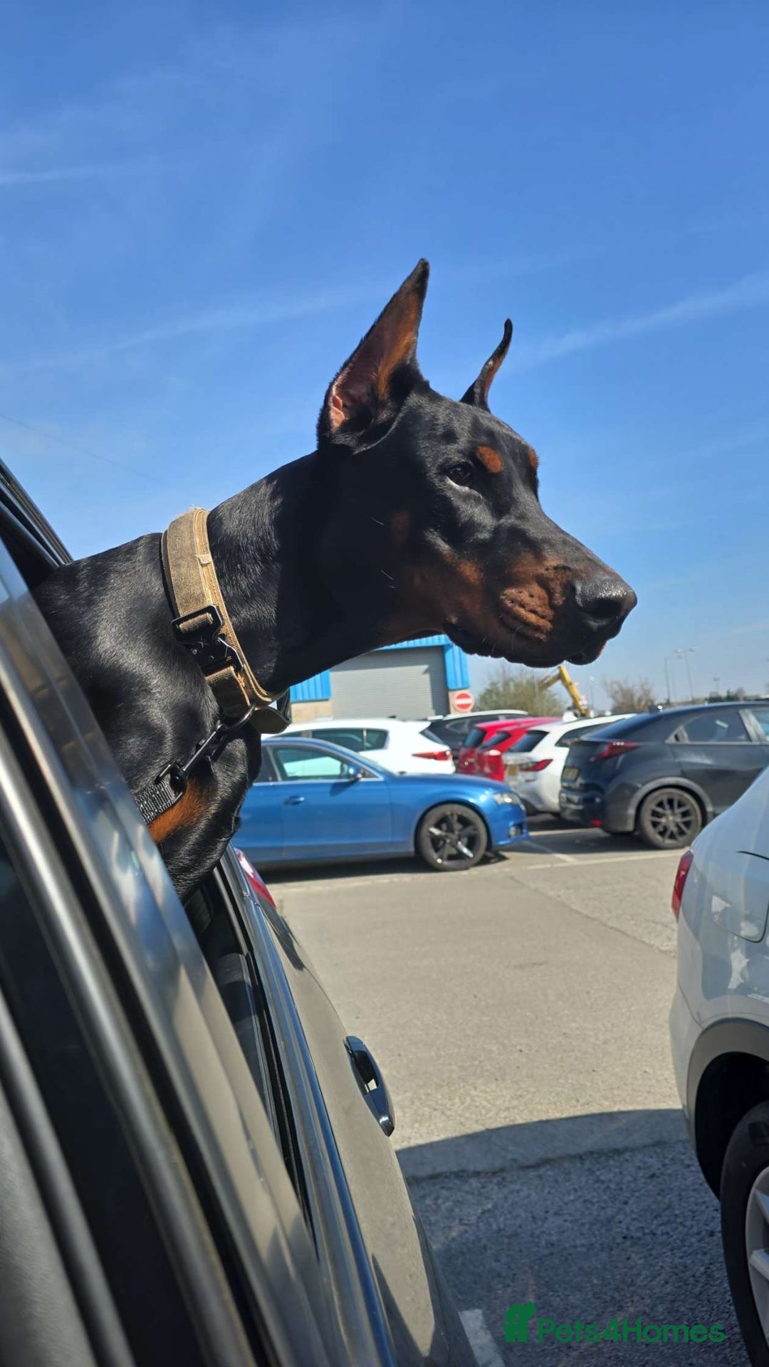 Dobermann dogs for sale: European Male Doberman imported from - Advert 2