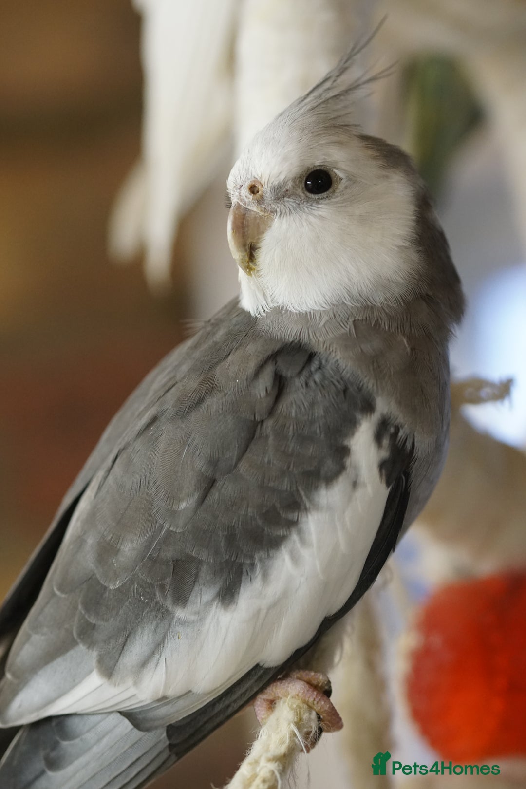 Cockatiels birds for sale: Cockatiels Mixed Genders  - Advert 20