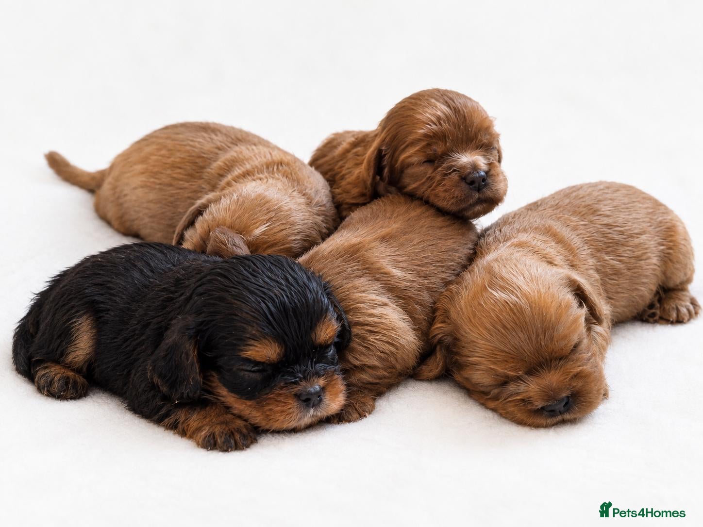 Cavalier King Charles Spaniel dogs KC,  Health Tested from Champion bloodlines  - Advert 2