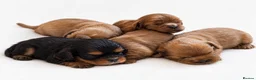 Cavalier King Charles Spaniel dogs for sale: KC,  Health Tested from Champion bloodlines  - Advert 2
