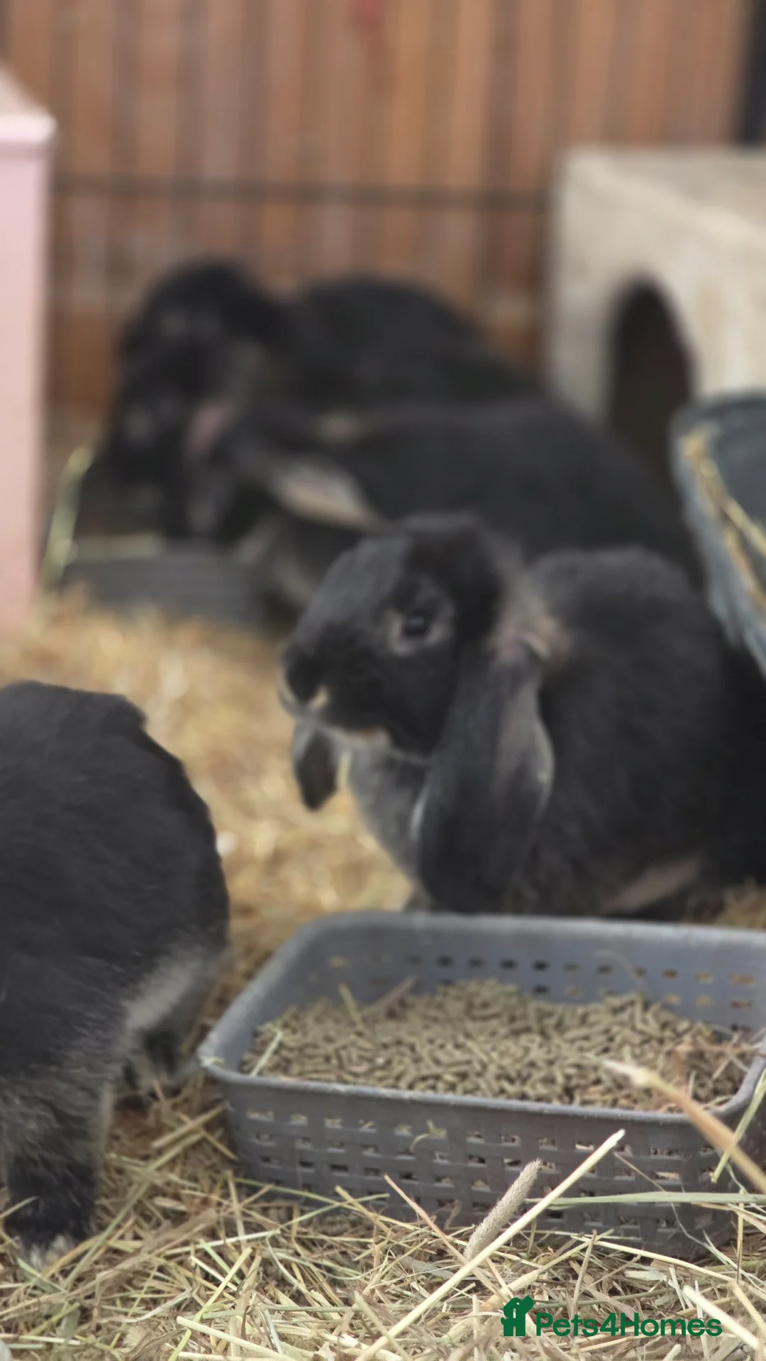 Mixed Breed rabbits for sale: French lop x Continental giant  in Cowbridge - Advert 1