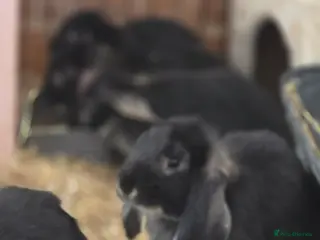 Mixed Breed rabbits French lop x Continental giant - Advert 1