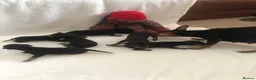Miniature Pinscher dogs for sale: Kc miniature pinschers 2 boys 4 girls in Darlington - Advert 10