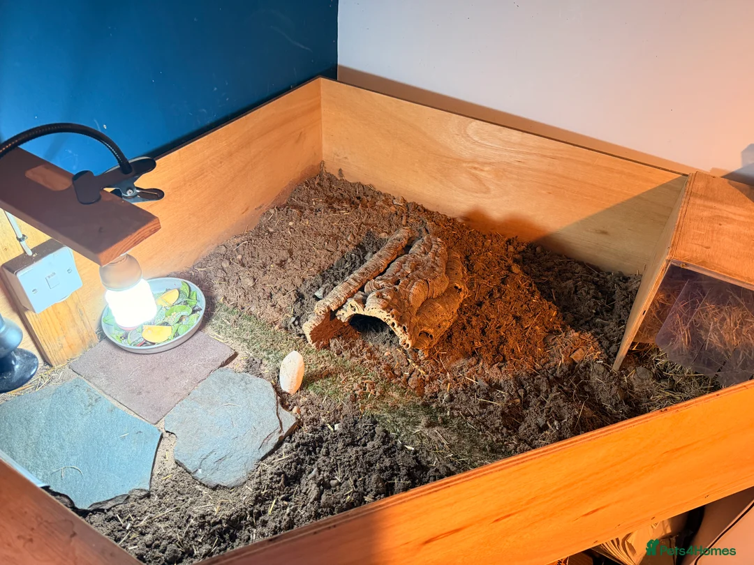 Tortoise reptiles for sale: male friendly tortoise - Advert 6