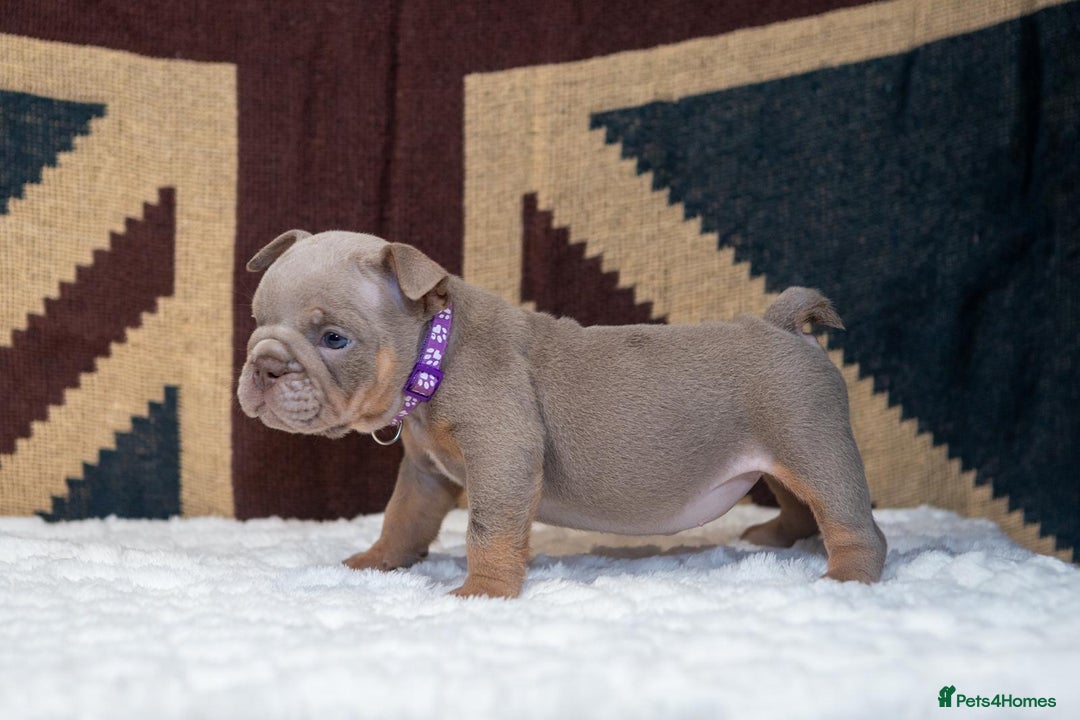 English Bulldog dogs for sale: For sale: 7 English Bulldog Puppies - Image 8