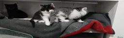 Mixed Breed cats for sale: 🐾 Adorable fluffy Kittens–Ready to leave now.🐾  - Advert 3
