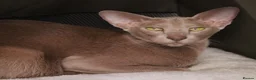 Oriental cats for sale: Beautiful GCCF Registered Oriental Girl  - Advert 1