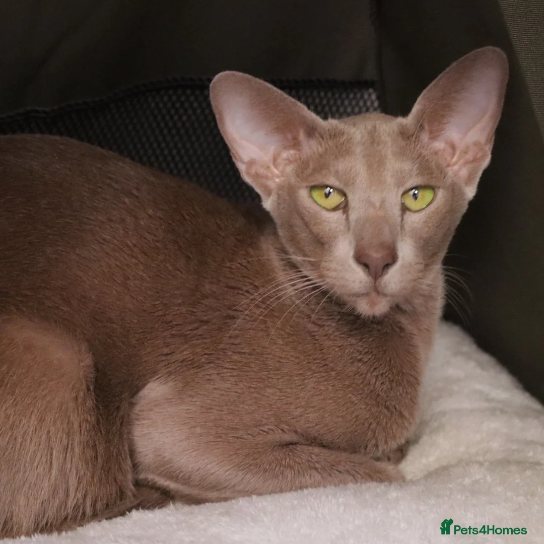 Oriental cats for sale: Beautiful GCCF Registered Oriental Girl  - Advert 1