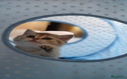 Scottish Fold cats for sale: Pure Scottish fold / straight kittens  - Image 16