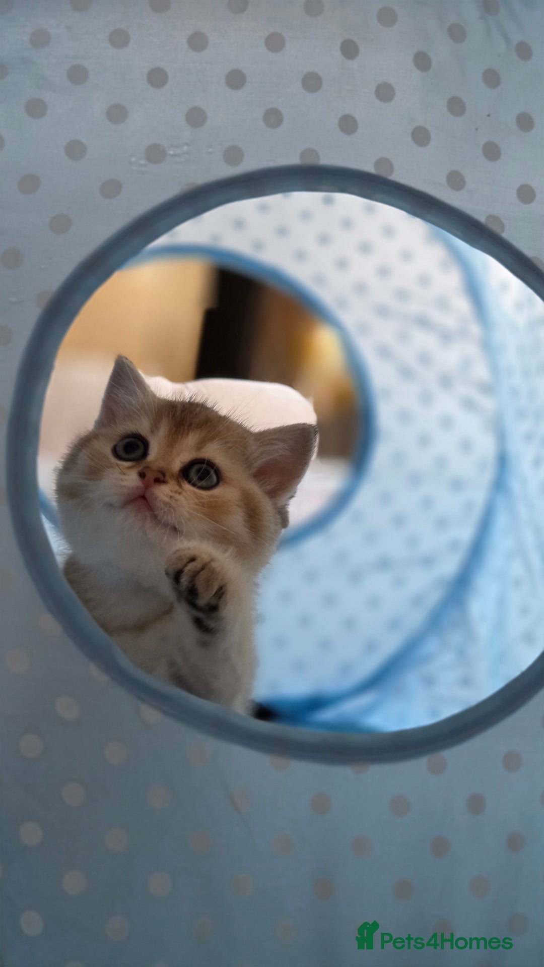 Scottish Fold cats for sale: Pure Scottish fold / straight kittens  - Image 16