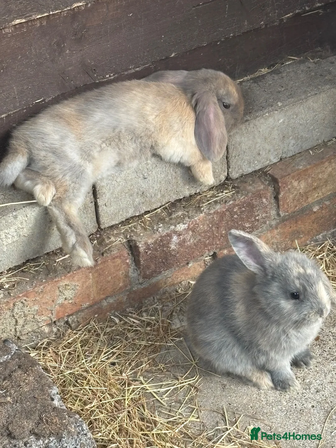 Mixed Breed rabbits for sale: 3x baby rabbits all female  in Spalding - Advert 1