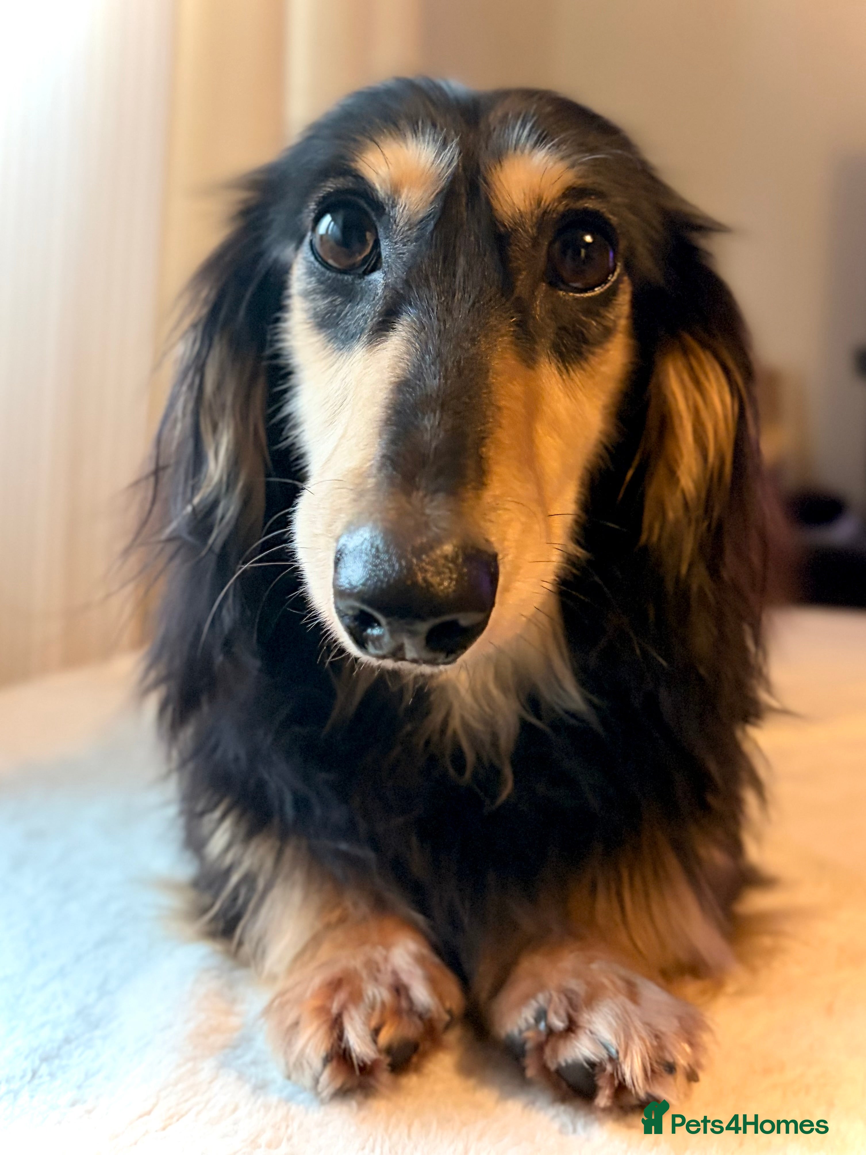 Miniature Dachshund dogs KC Registered - Health Tested - Proven Stud Dog 🏅 - Advert 1