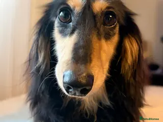 Miniature Dachshund dogs KC Registered - Health Tested - Proven Stud Dog 🏅 - Advert 1