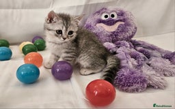 British Shorthair cats for sale: BRITISH SHORTHAIR CHAMPION BLOODLINE - Image 20