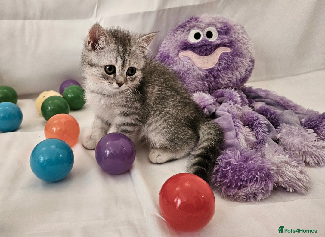 British Shorthair cats for sale: BRITISH SHORTHAIR CHAMPION BLOODLINE - Image 20