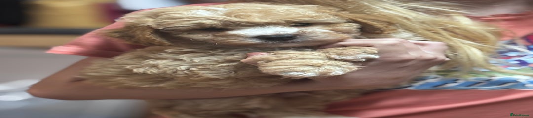 Cavapoo Puppy 1