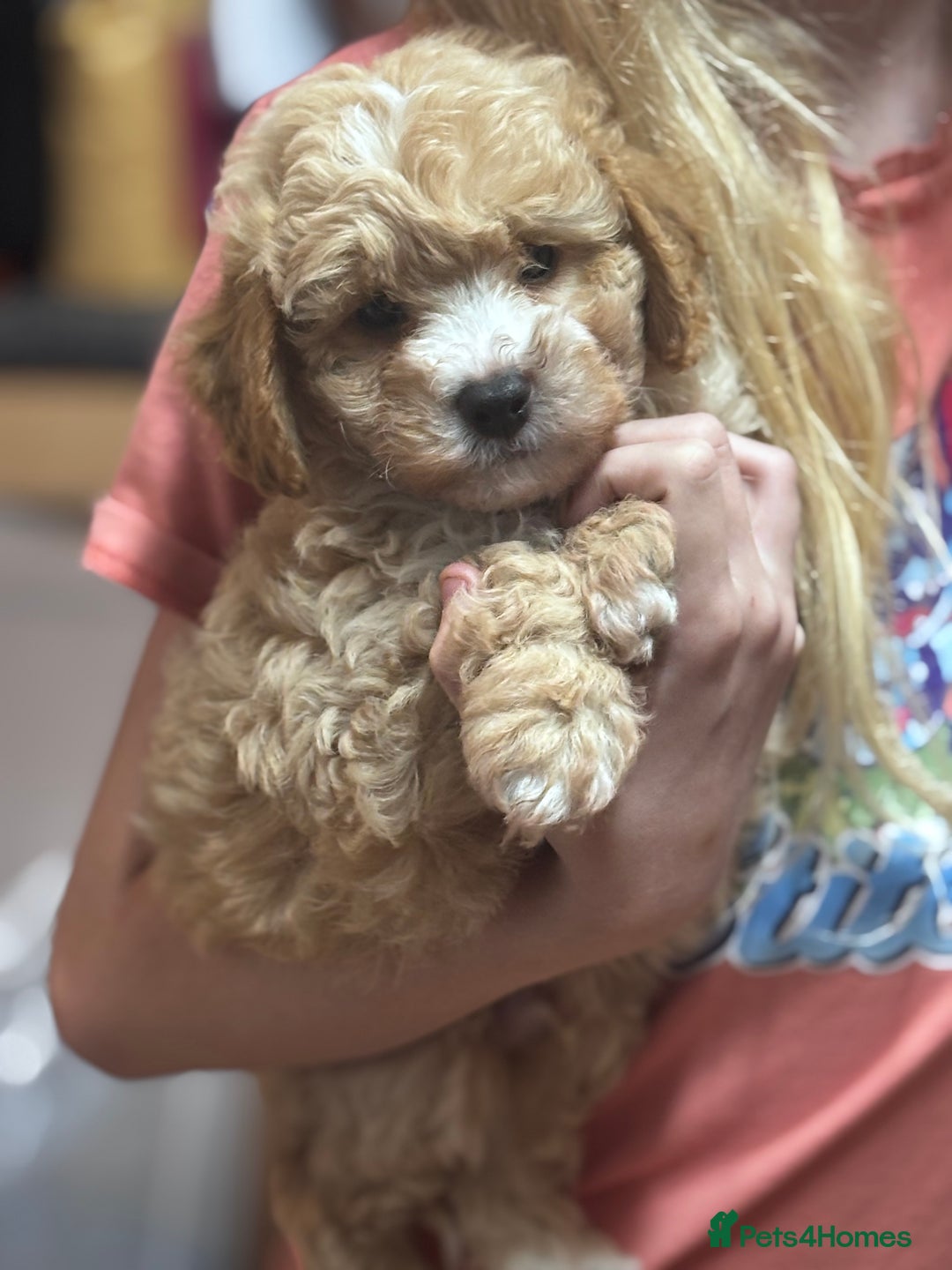 Cavapoo dogs for sale: Caverpoo babies  - Image 8