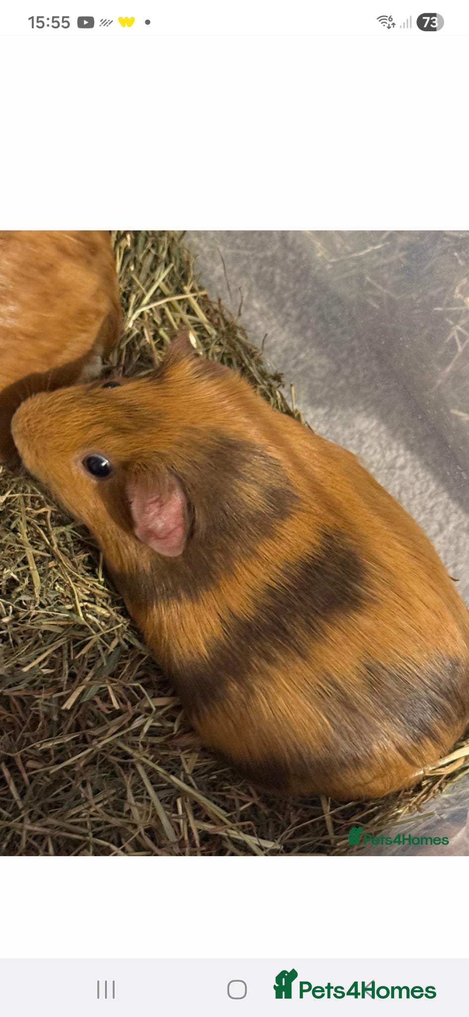 Guinea Pig rodents Female guinea  - Advert 1