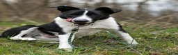 Mixed Breed dogs for adoption: ❤️🐶 RIABA – THE COMPANION EVERY FAMILY DREAMS OF in Burton-on-Trent - Advert 20