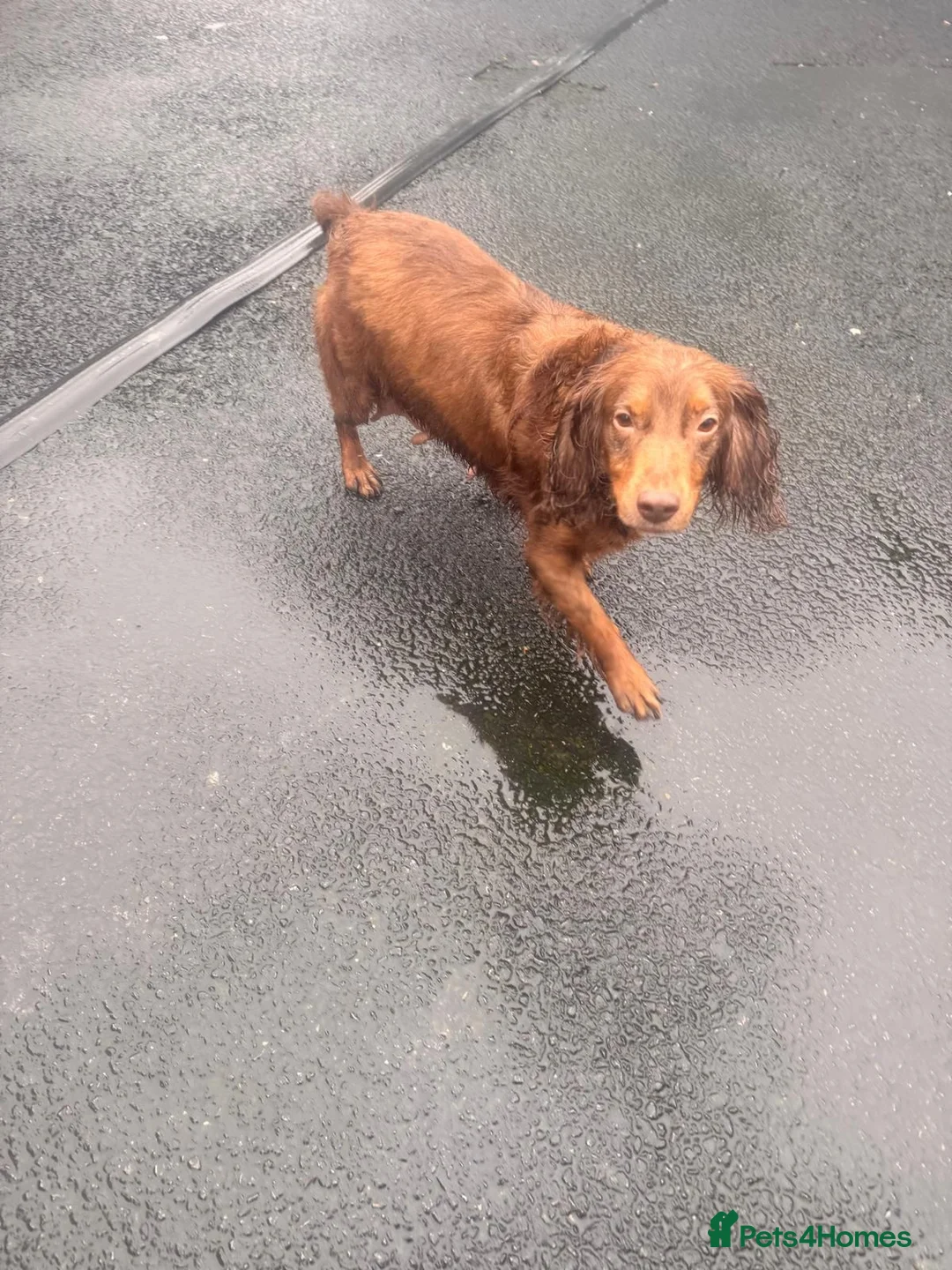 Cocker Spaniel dogs for sale: 9 Week Cocker Spaniel Girl for SALE - Advert 5