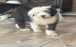 Old English Sheepdog dogs for sale: Kc old English sheep dog puppies  - Image 26