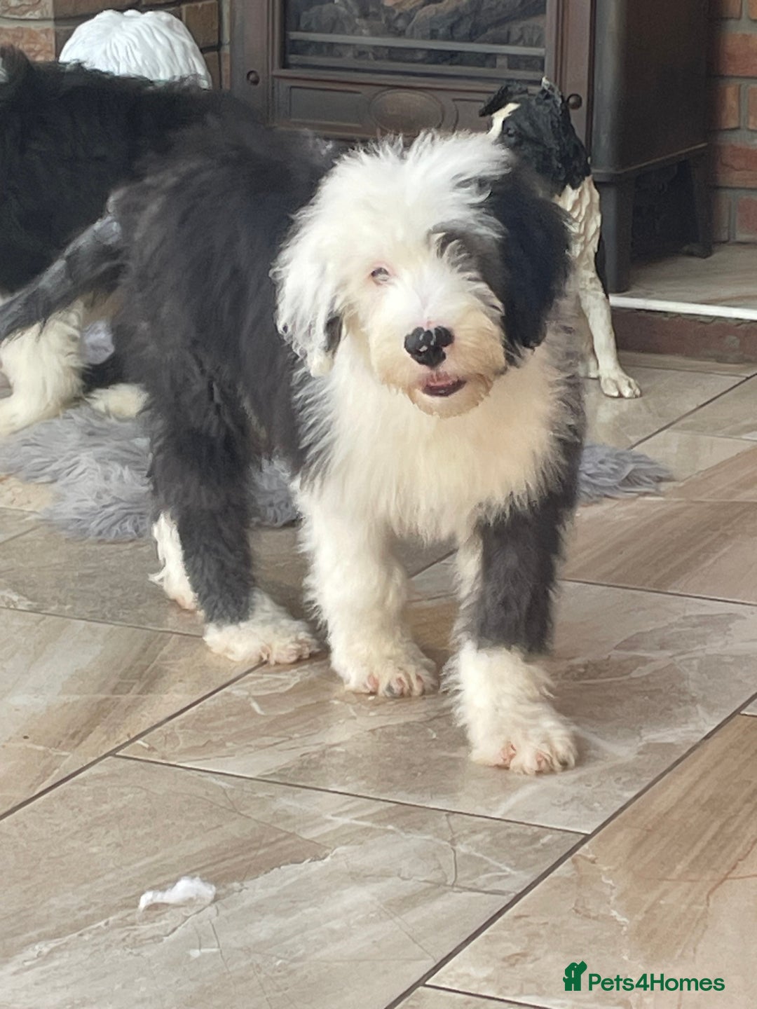 Old English Sheepdog dogs for sale: Kc old English sheep dog puppies  - Image 26