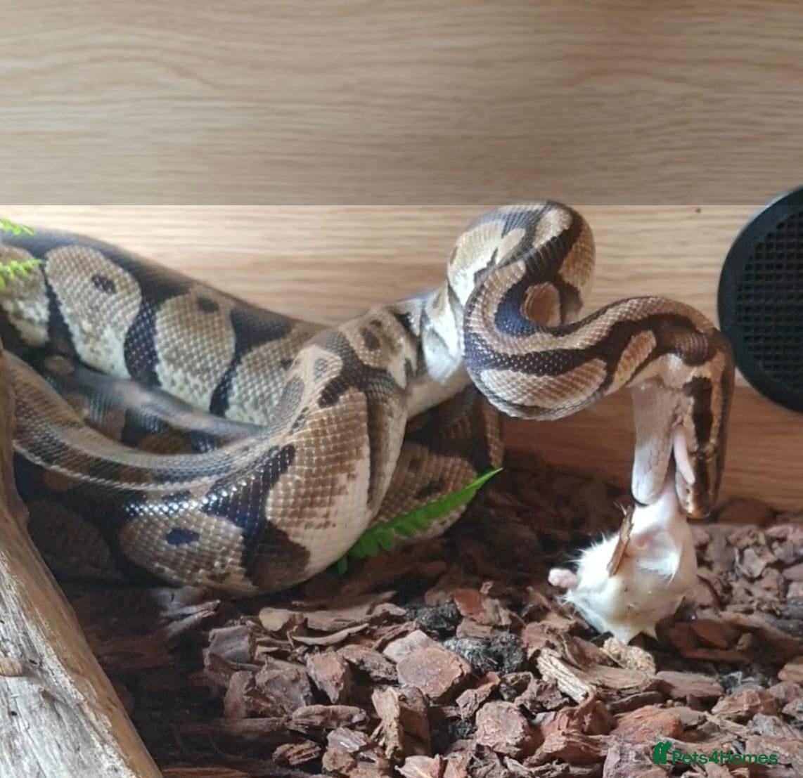 Snake reptiles Royal python snake  - Advert 8