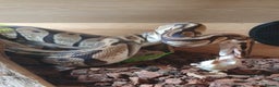 Snake reptiles for sale: Royal python snake  - Advert 1