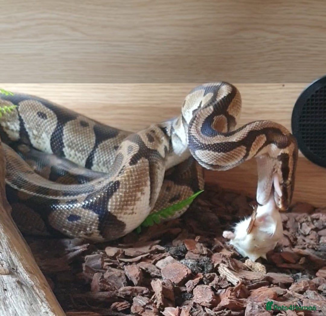 Snake reptiles for sale: Royal python snake  - Image 1